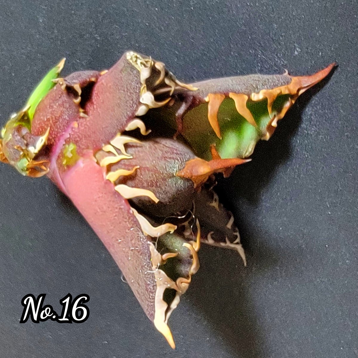 台湾ゴジラ No.16 不規則に乱れる超厳つい鋸歯が特徴的！入手困難な