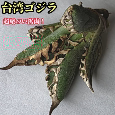 台湾ゴジラ | STORES