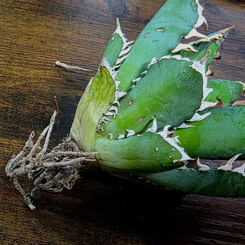 アガベ チタノタ シーザーNo.17 カマのように鋭く細かい鋸歯と鋭い強棘