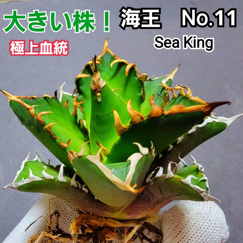 極上血統！ 海王 No.11 アガベ チタノタ 成熟すると葉の先から根元まで