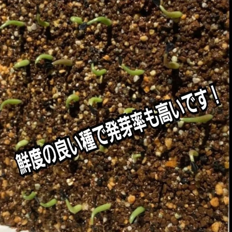 Agave Oaxaca oteroi 種子【10粒】 優良血統厳選 オアハカ メキシコ産