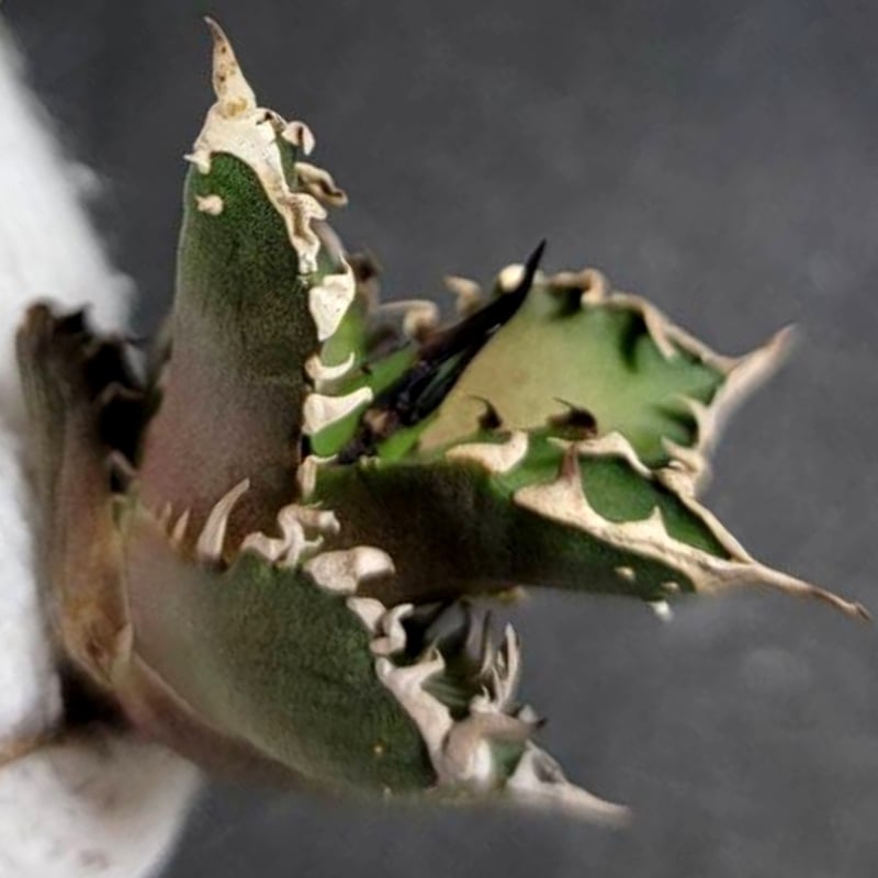 ホオジロザメ大白鯊No.18アガベチタノタ大きな主刺と連刺の鋸歯