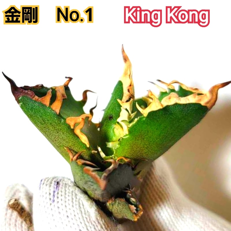アガベ チタノタ 金剛 No.1 King Kong ゴツくて鋭い鋸歯が特徴 アガベ チタノタ 金剛 No.1 King Kong ゴツくて鋭い鋸歯が特徴