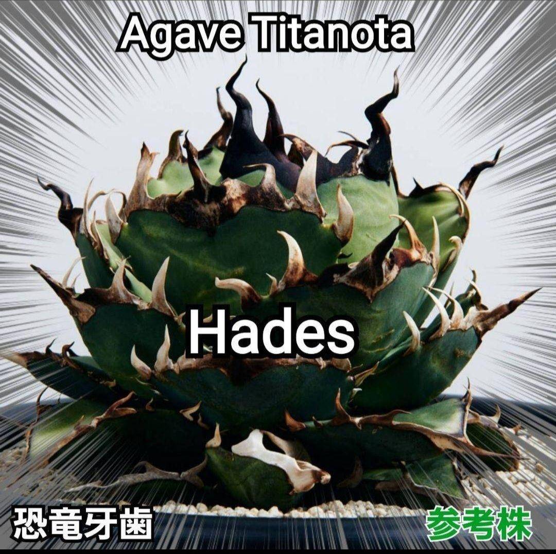 アガベ チタノタ ハデス No.358 優良血統子株厳選 恐竜牙歯 | PーPlants