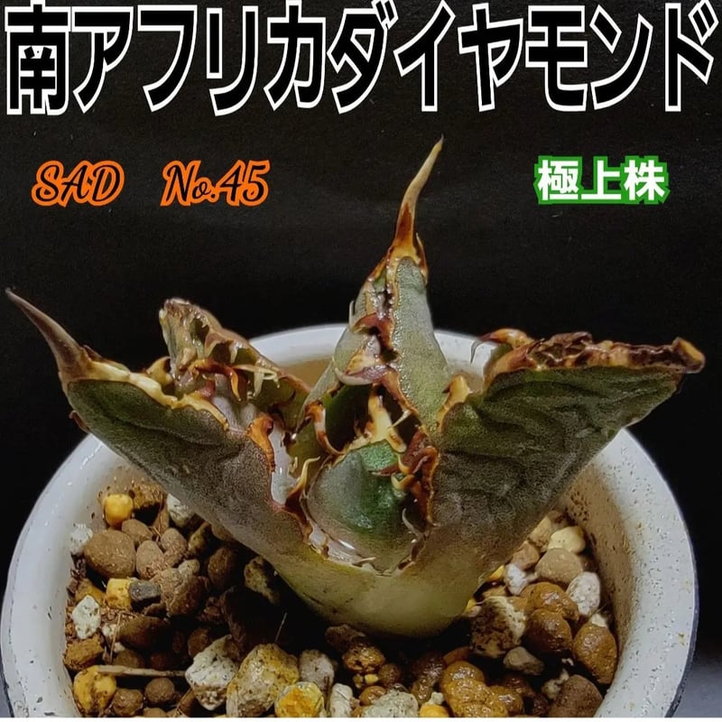 極上株 SAD 南アフリカダイヤモンド No.45 強棘子株 白い鋸歯の 極上株 SAD 南アフリカダイヤモンド No.45 強棘子株 白い鋸歯の