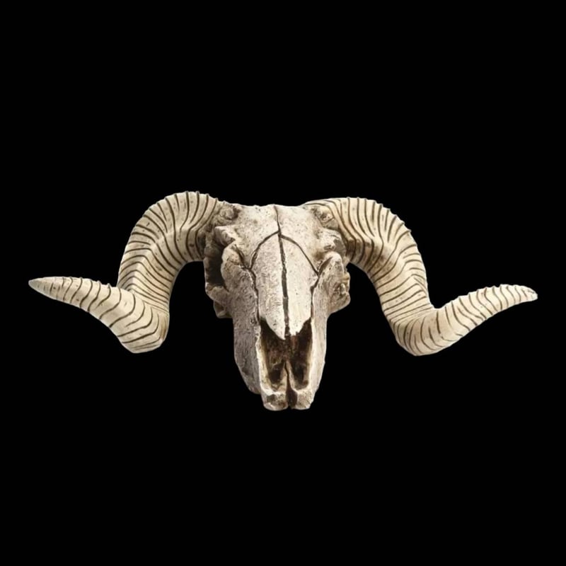 スカルホーン ヤギの頭蓋骨 壁掛け、置物にカッコいいです！ネイティブ