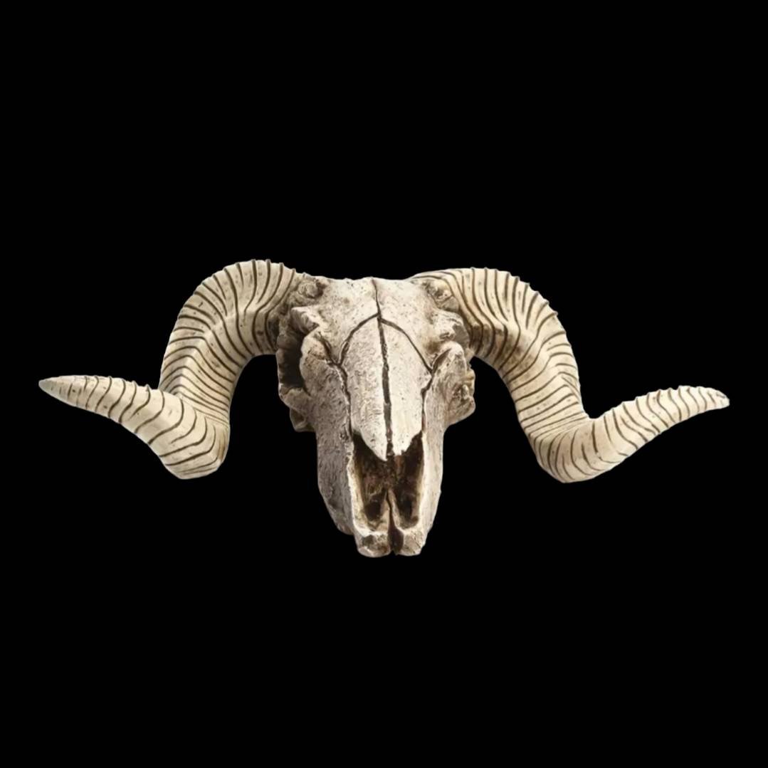 スカルホーン ヤギの頭蓋骨 壁掛け、置物にカッコいいです！ネイティブ