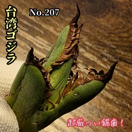 【極上最高級株】感謝祭！発根済み！大きめオリザバ②アガベ　OC株 極上最高級株】感謝祭！発根済み！大きめオリザバ②アガベ OC株 極上