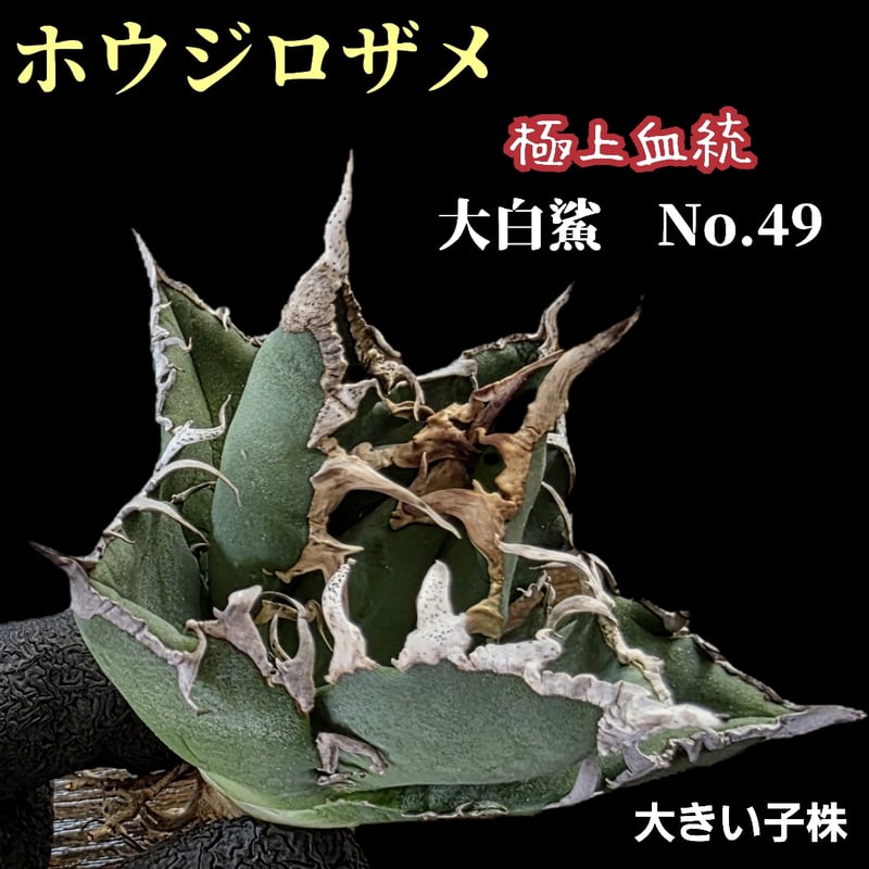 アガベ　ホオジロザメ　大白鯊　子株たくさん アガベ チタノタ 大白鯊(ホオジロザメ) 子株 ヴィンテージ