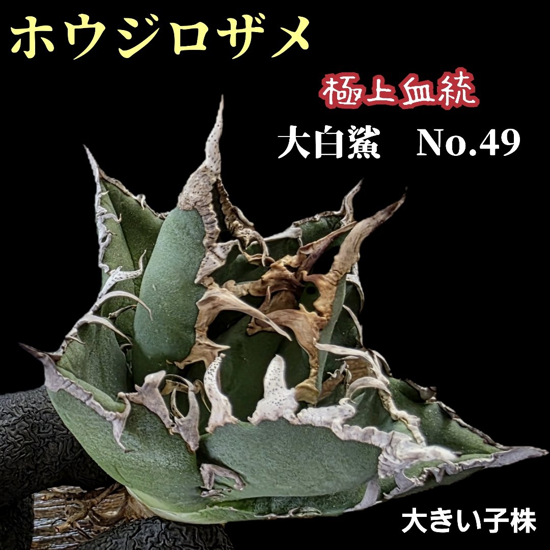 アガベ 大白鯊(ホホジロザメ)子株付 アガベ チタノタ 大白鯊(ホオジロザメ) 子株 ヴィンテージ