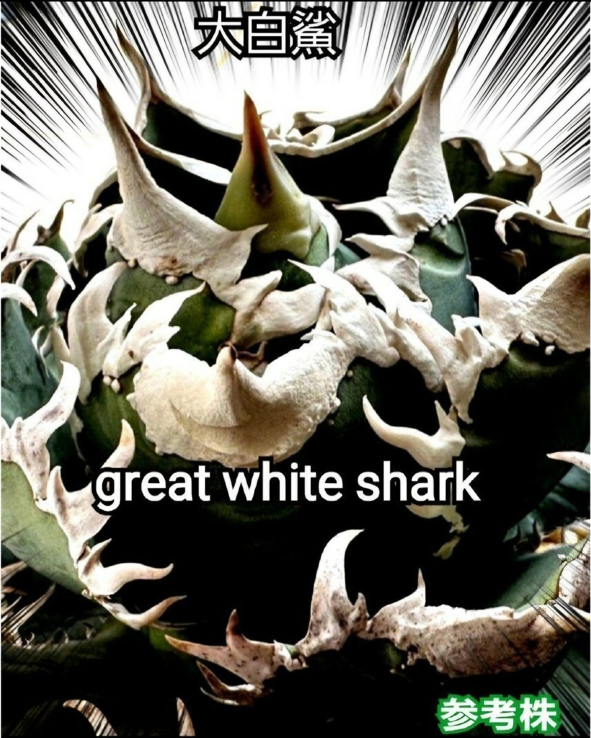 ホオジロザメ 大白鯊 No.38 アガベ チタノタ 葉と一体感のある大きな主