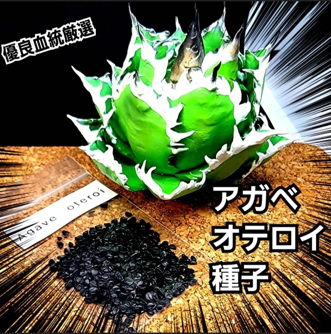 LUM オアハカ オテロイ 超選抜血統 Agave Oaxaca oteroi 種子【10粒】 優良血統厳選 オアハカ メキシコ産