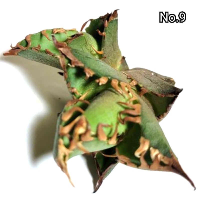 アガベ チタノタ 金剛 No.9 King Kong ゴツくて鋭い鋸歯が特徴