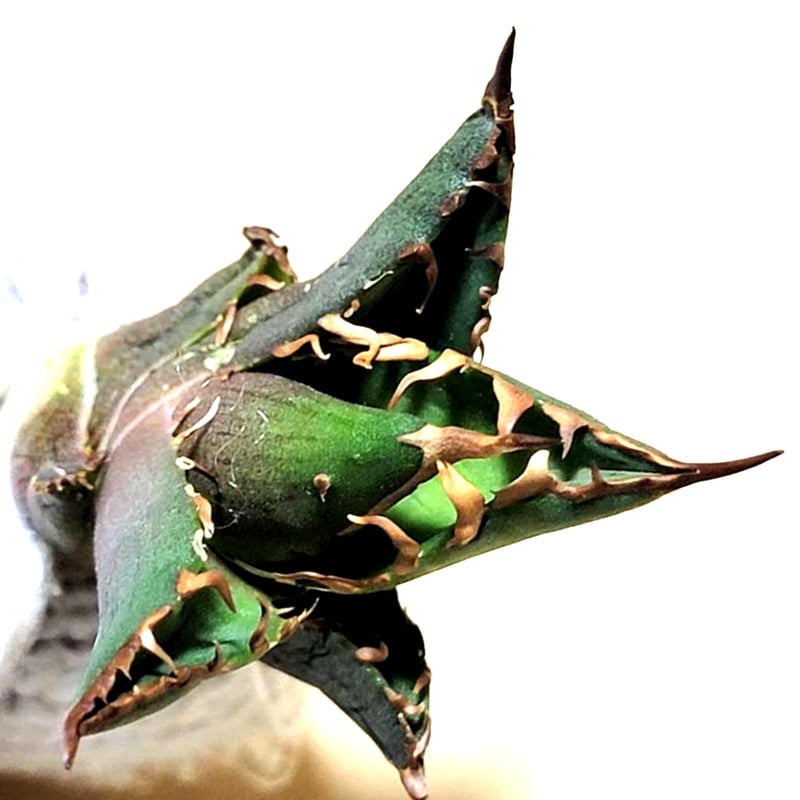 ホオジロザメ 大白鯊 No.38 アガベ チタノタ 葉と一体感のある大きな主