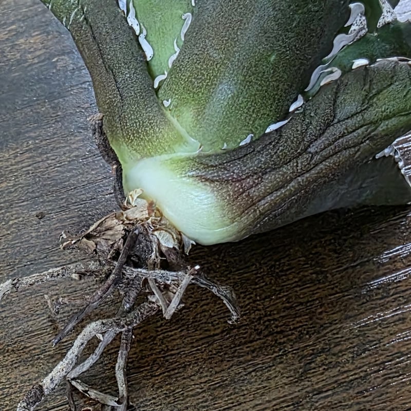 台湾ゴジラ　No.187　不規則に乱れる超厳つい鋸歯が特徴的！入手困難高級アガベ 台湾ゴジラ No.187 不規則に乱れる超厳つい鋸歯が特徴的！入手