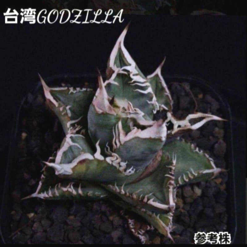 台湾ゴジラ No.205 不規則に乱れる超厳つい鋸歯が特徴的！入手困難高級