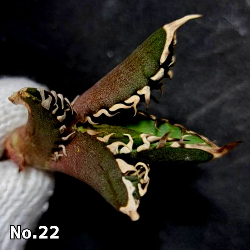 ホオジロザメ 大白鯊 No.22 アガベ チタノタ 葉と一体感のある大きな主 