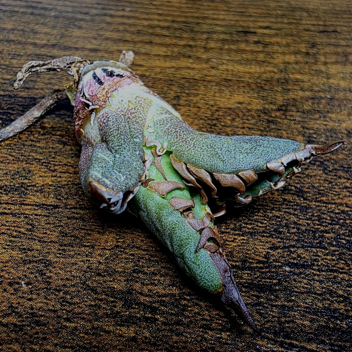 台湾ゴジラ No.203 不規則に乱れる超厳つい鋸歯が特徴的！入手困難高級