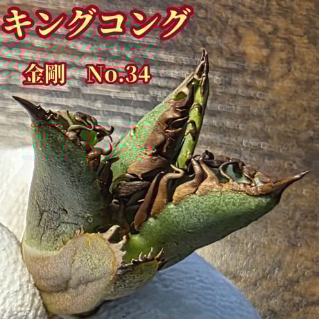 台湾ゴジラ | STORES