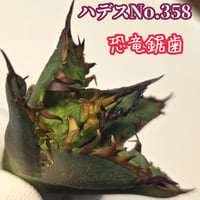 アガベ　 チタノタ 　ハデス　No.358　 優良血統子株厳選　恐竜牙歯