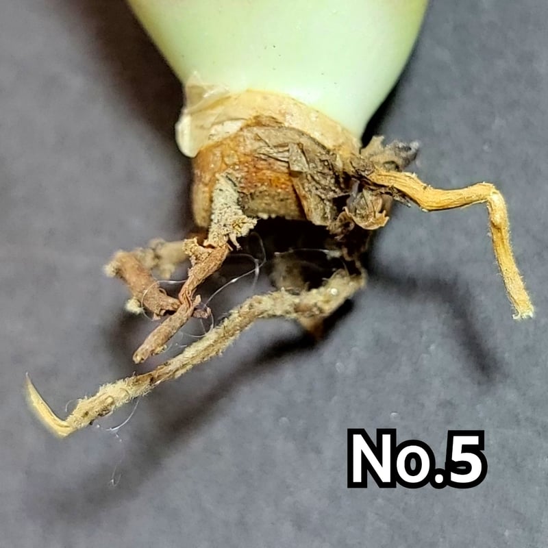 極上血統！ 海王 No.5 アガベ チタノタ 成熟すると一般的なチタノタと