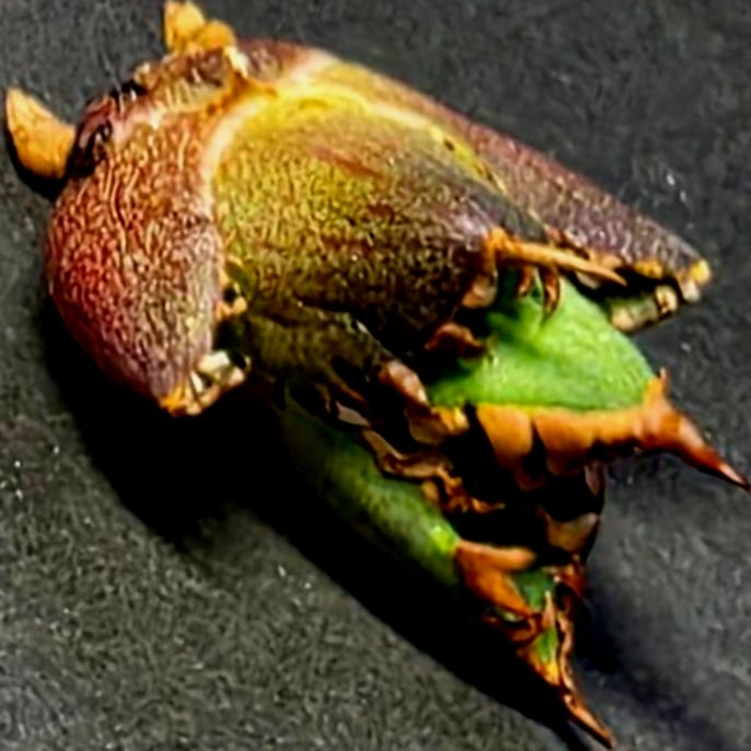 極上株　SAD　南アフリカダイヤモンド　No.77　強棘株　白い鋸歯の幅が大きい 極上株 SAD 南アフリカダイヤモンド No.76 強棘株 白い鋸歯の幅