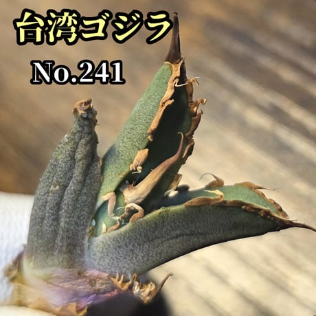 シーザー | STORES