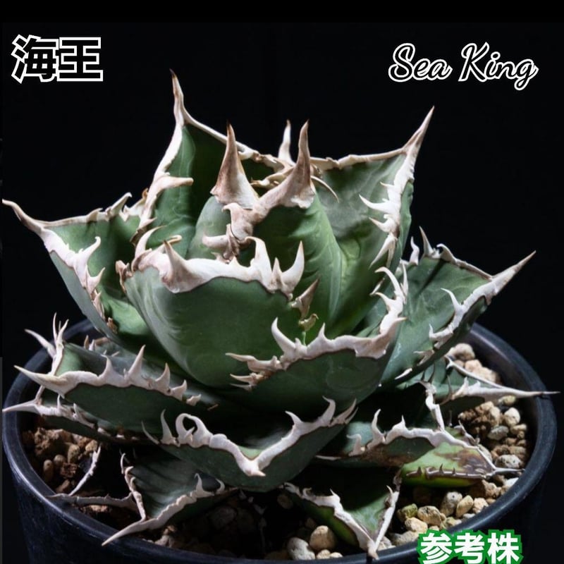 fit=cover,w=800,h=800