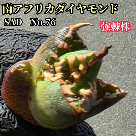 PーPlants PーPlants