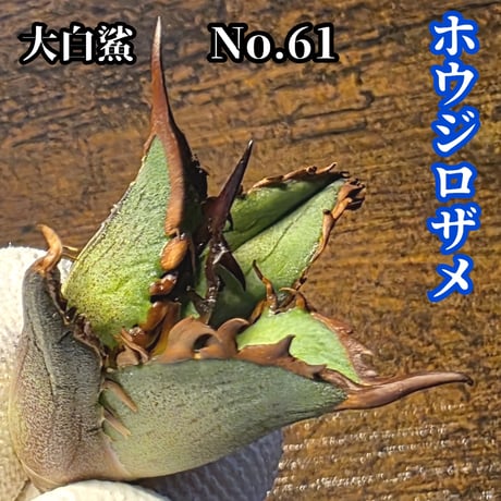 シーザー | STORES