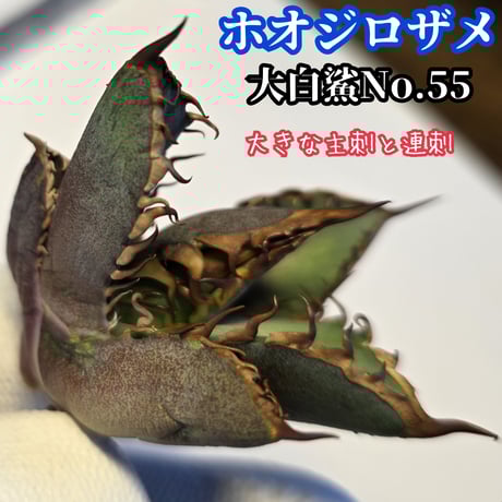 superシーザー×姫厳竜×ホリダ　ボールタイプ　ドワーフタイプ　まとめ売り特価 superシーザー×姫厳竜×ホリダ ボールタイプ ドワーフタイプ まとめ売り