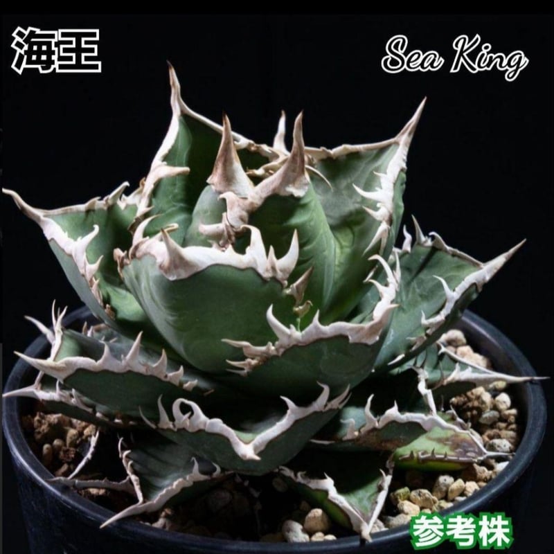 アガベ　チタノタ　海豹　アザラシ　オテロイ アガベ・チタノタ·スーパーアザラシ海豹【特選】強鋸歯 極上強棘