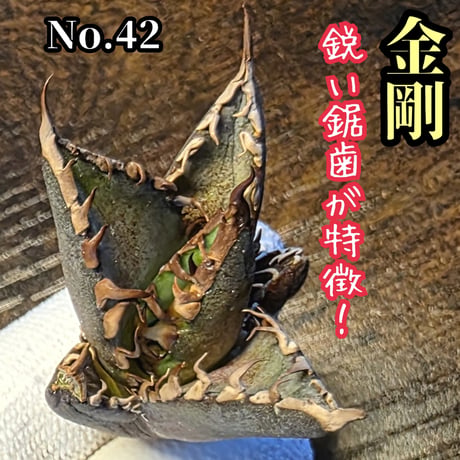 台湾ゴジラ | STORES