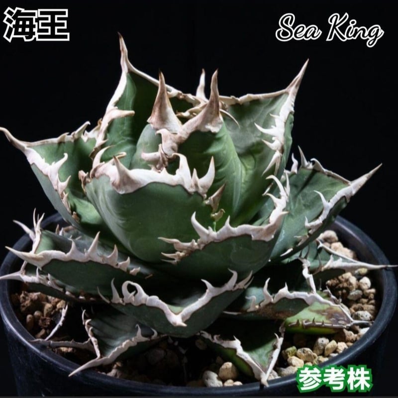 台湾ゴジラ No.183 不規則に乱れる超厳つい鋸歯！ 極上血統肉厚株