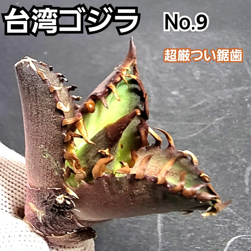 台湾ゴジラ No.9 不規則に乱れる超厳つい鋸歯が特徴的！入手困難な高級  
