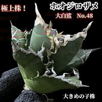 アガベ チタノタ シーザーNo.17 カマのように鋭く細かい鋸歯と鋭い強棘