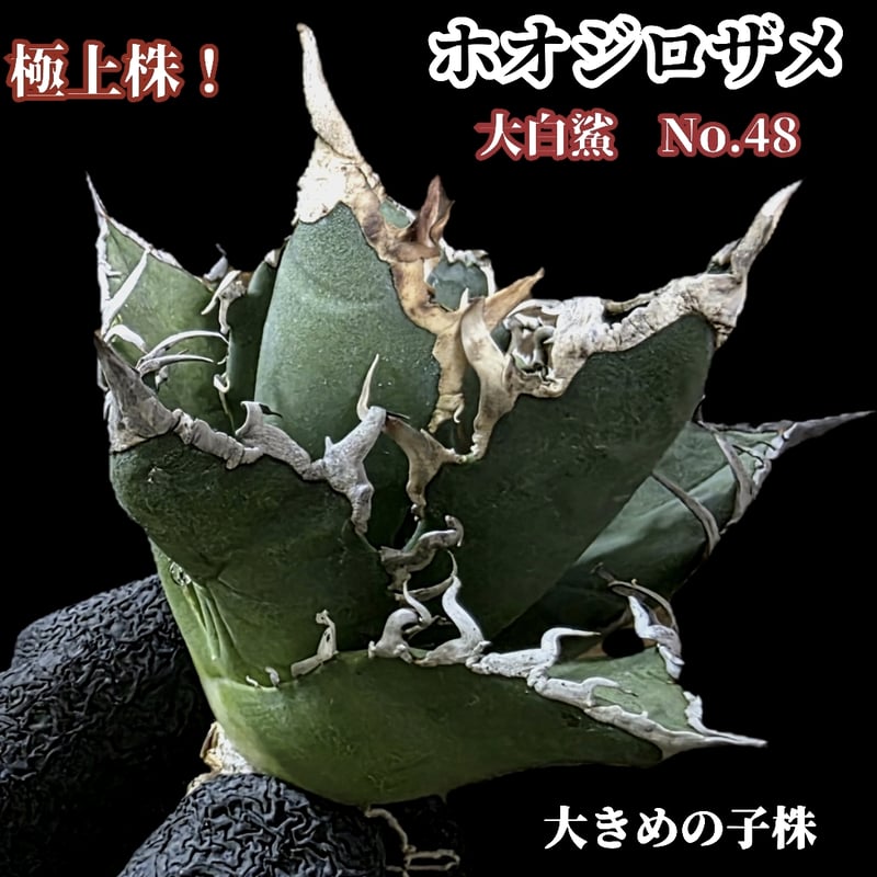 アガベ　大白鯊　ホホジロザメ　ホオジロザメ　子株 アガベ チタノタ 大白鯊 ホホジロザメ 子株（検 白豪刺 オテロイ