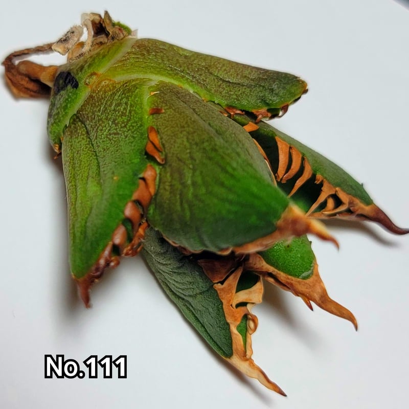 【初期イタリア血統 悪魔 】バケモノ 冰雹 麻花龍 台湾ゴジラ 悪魔くん 2025年最新】麻竜くんの人気アイテム - メルカリ 【初期イタリア