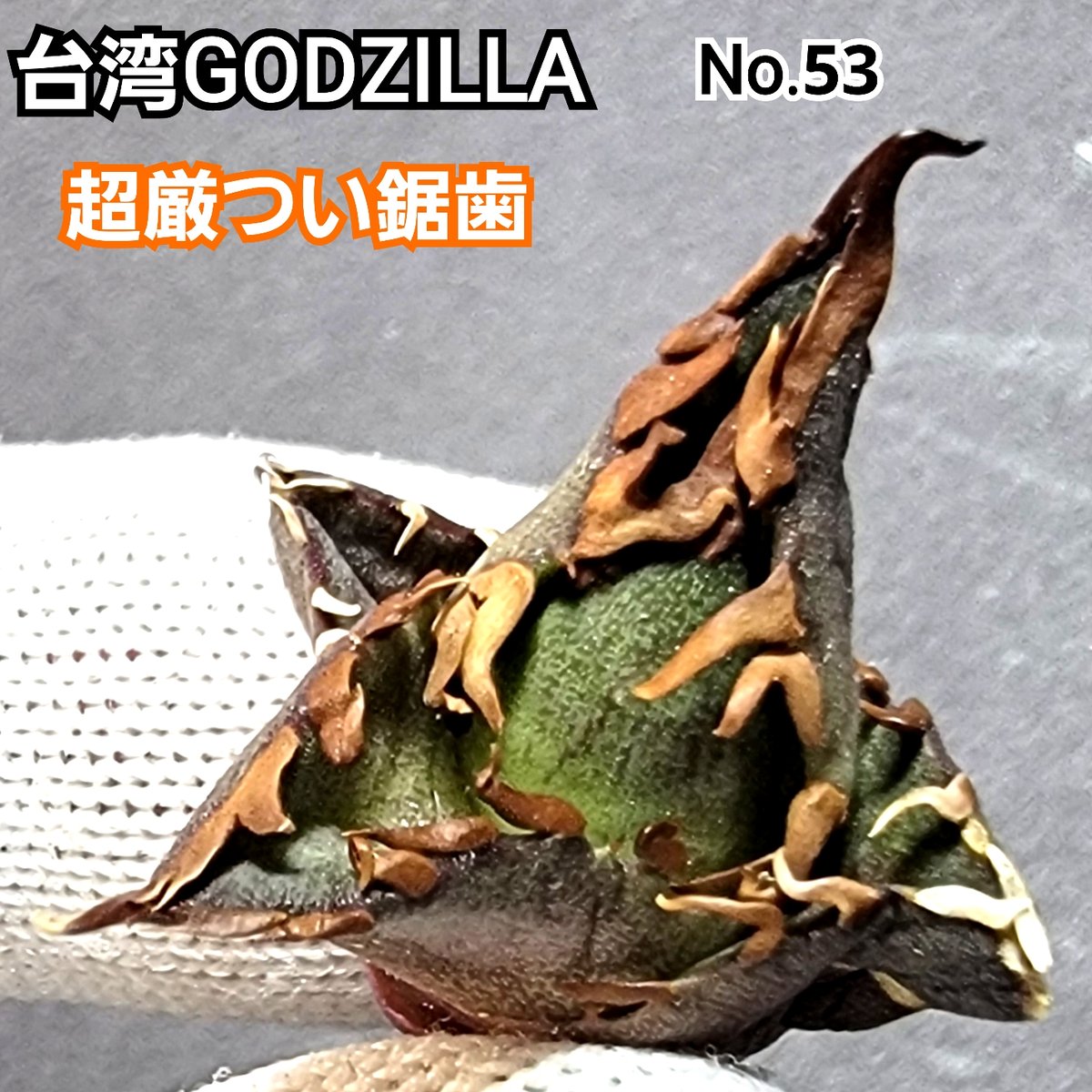 台湾ゴジラ No.54 不規則に乱れる超厳つい鋸歯が特徴的！入手困難高級