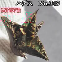 台湾ゴジラ No.187 不規則に乱れる超厳つい鋸歯が特徴的！入手