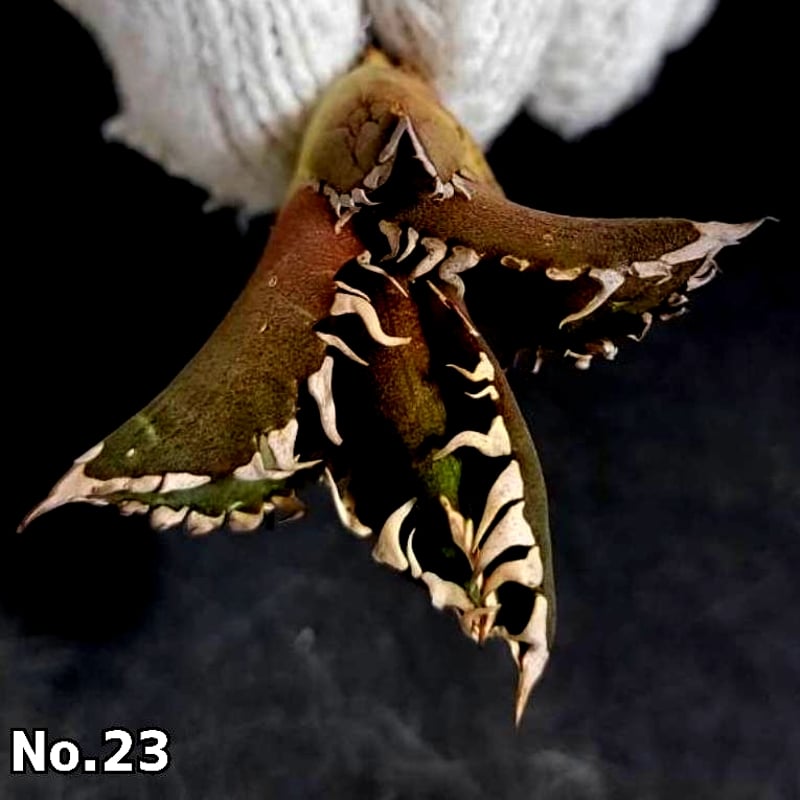 ホオジロザメ 大白鯊 No.23 アガベ チタノタ 葉と一体感のある ホオジロザメ 大白鯊 No.23 アガベ チタノタ 葉と一体感のある