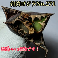 台湾ゴジラ　No.271　不規則に乱れる超厳つい鋸歯が特徴的！入手困難高級アガベ　台湾GODZILLA