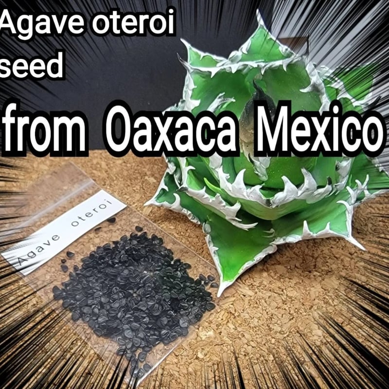 Agave Oaxaca oteroi 種子【10粒】 優良血統厳選 オアハカ メキシコ産
