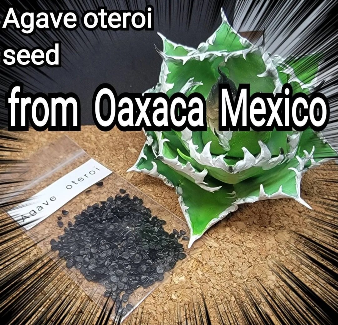 Agave Oaxaca oteroi 種子【10粒】 優良血統厳選 オアハカ メキシコ産