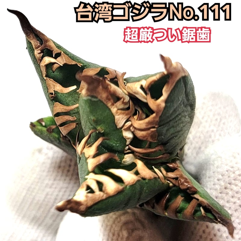 台湾ゴジラ No.111 不規則に乱れる超厳つい鋸歯が特徴的！入手困難高級