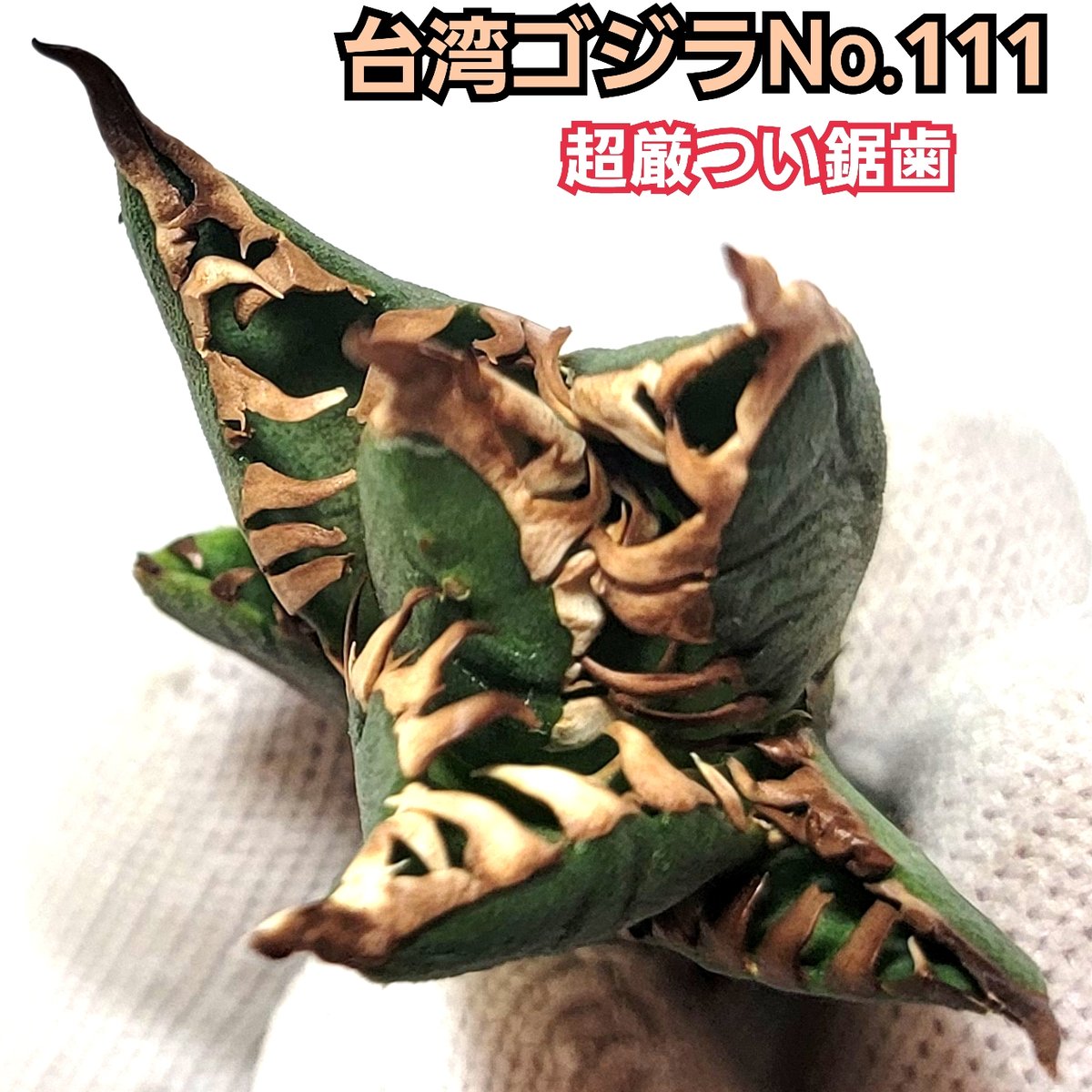 台湾ゴジラ No.111 不規則に乱れる超厳つい鋸歯が特徴的！入手