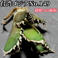 極上株!台湾ゴジラ No.1 不規則に乱れる鋸歯が特徴的!入手困難 極上株!台湾ゴジラ No.1 不規則に乱れる鋸歯が特徴的!入手困難
