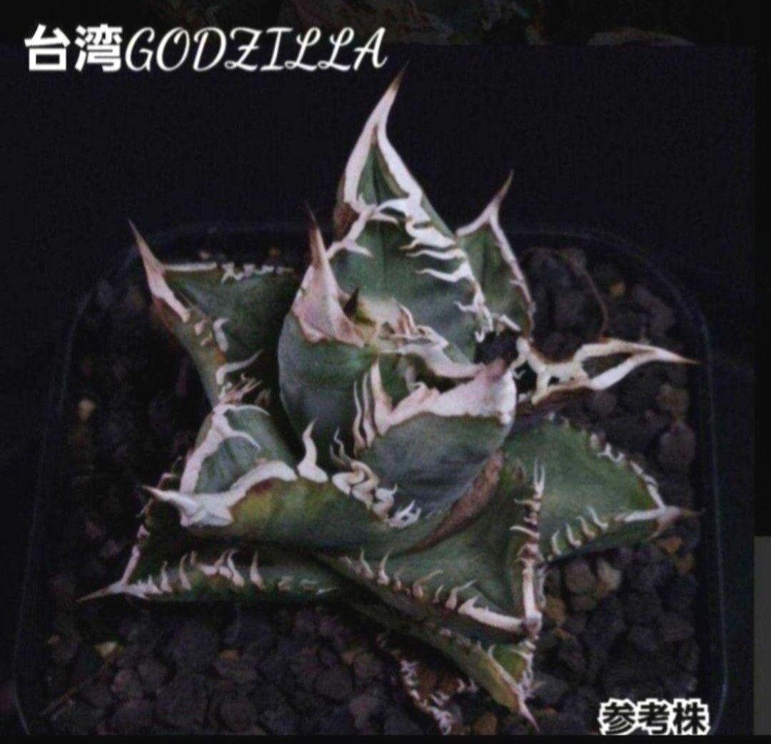 台湾ゴジラ No.187 不規則に乱れる超厳つい鋸歯が特徴的！入手困難高級