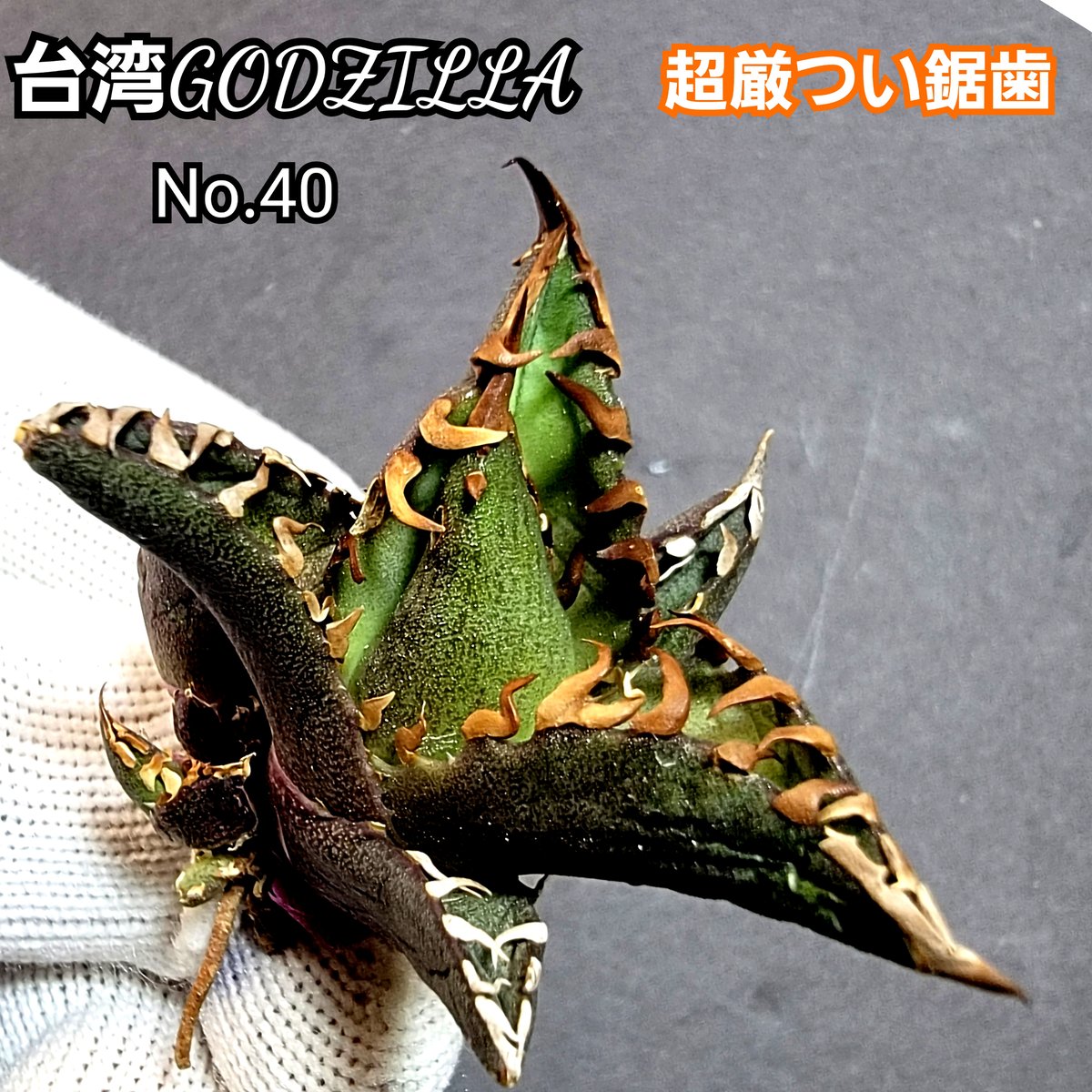 ☆台湾GODZILLA☆長棘☆裏棘☆強鋸歯☆③アガベチタノタゴジラ