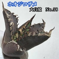 ホオジロザメ 大白鯊 No.56 大きい子株 アガベ チタノタ 葉と一体感の